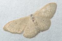 Idaea straminata