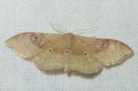 Idaea degeneraria