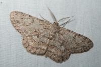 Hypomecis punctinalis