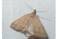 Herminia tarsipennalis