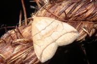 Herminia grisealis