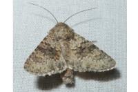 Hecatera dysodea