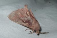 Dendrolimus pini