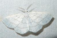 Cabera pusaria