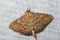 Anania verbascalis
