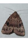 Amphipyra pyramidea