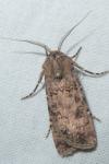 Agrotis segetum