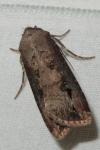 Agrotis ipsilon