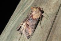 Abrostola triplasia