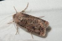 Agrotis bigramma