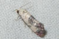 Cochylis posterana