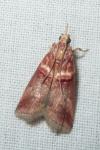 Acrobasis tumidana