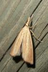 Agriphila straminella
