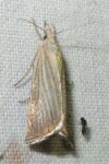 Chrysoteuchia culmella