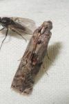 Phycita roborella