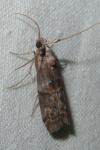 Phycita roborella