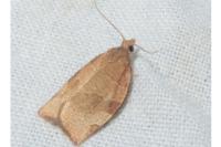 Pandemis cerasana