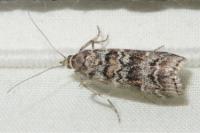 Dioryctria abietella