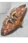 Pyrausta purpuralis
