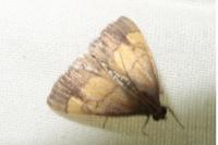 Evergestis limbata