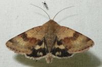 Heliothis viriplaca