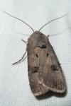 Agrotis exclamationis