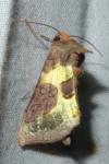 Diachrysia chrysitis/stenochrysis