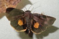 Noctua janthina