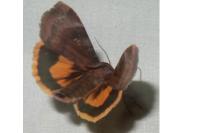 Noctua janthe