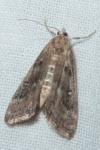Parapoynx stratiotata
