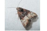 Mesoligia furuncula