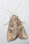 Anarta trifolii