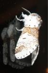 Furcula furcula
