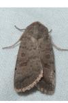 Hoplodrina octogenaria