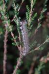 Lasiocampa quercus