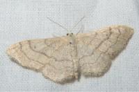 Idaea aversata