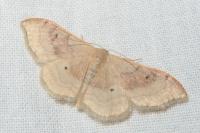 Idaea degeneraria