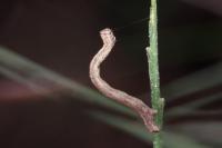 Peribatodes rhomboidaria