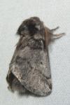Thaumetopoea processionea