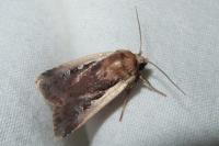 Ochropleura plecta