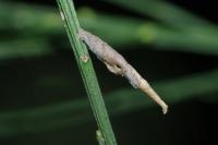 Coleophora calycotomella