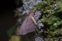 Operophtera brumata