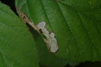 Coptotriche marginea