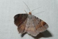 Macaria liturata
