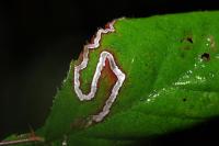 Stigmella aurella