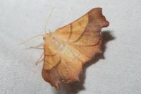 Ennomos fuscantaria