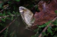 Chloroclysta siterata