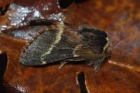 Poecilocampa populi