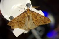 Erannis defoliaria