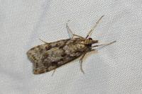 Eudonia angustea